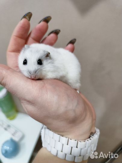 Хомяк с клеткой