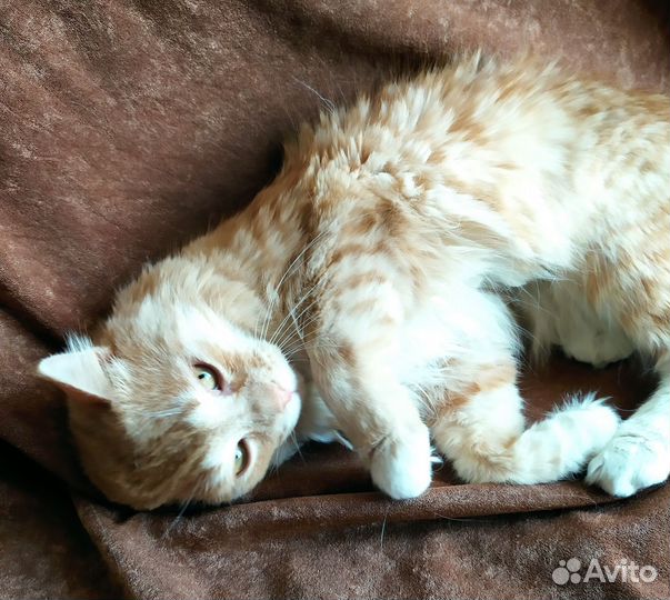 Рыжий котик