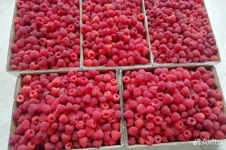 Саженцы малины ремонтантной полька