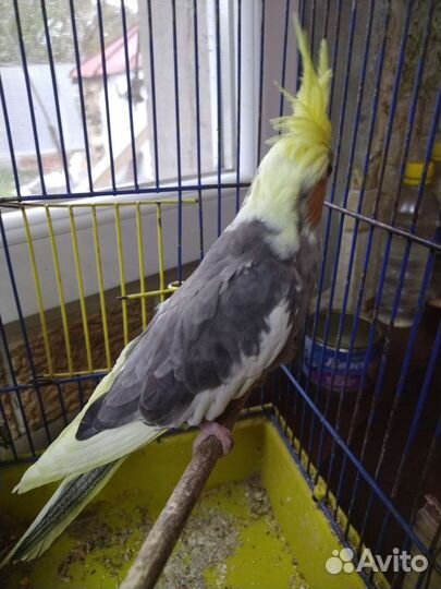 Попугай корелла