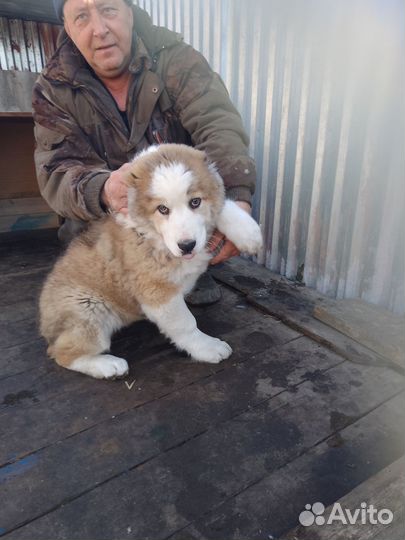 Щенки сао алабай