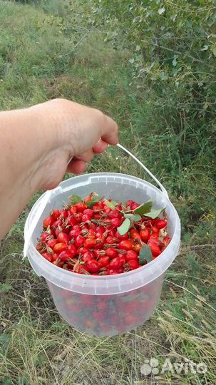 Шиповник свежий сбор