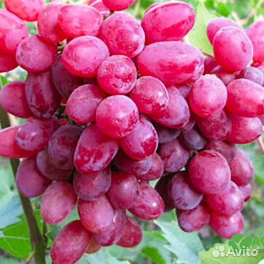 Саженцы виноград Десертный Розовый
