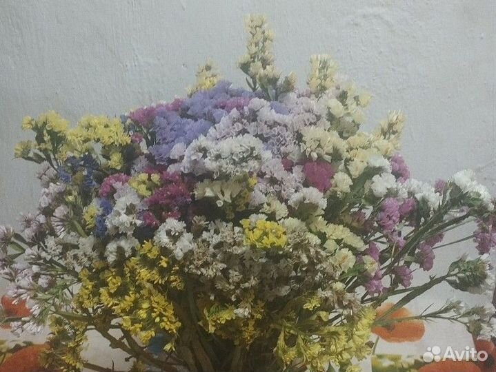 Статица сухоцвет