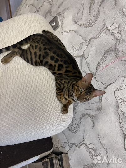 Бенгальский кот