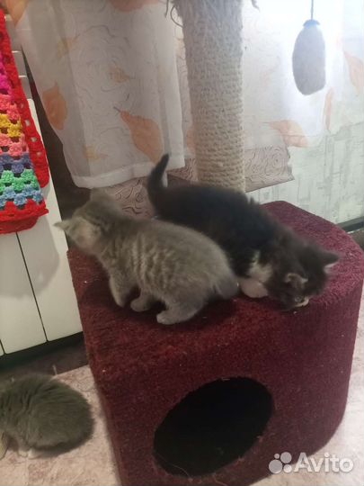 Кошки в добрые руки бесплатно