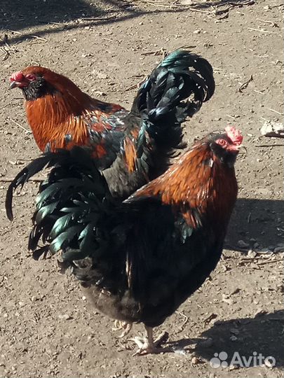 Петухи Амераукана 3 штуки,годовалые