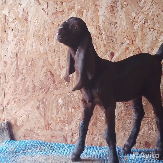 Козлики