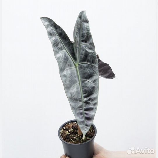 Алоказия лонгилоба сильвер