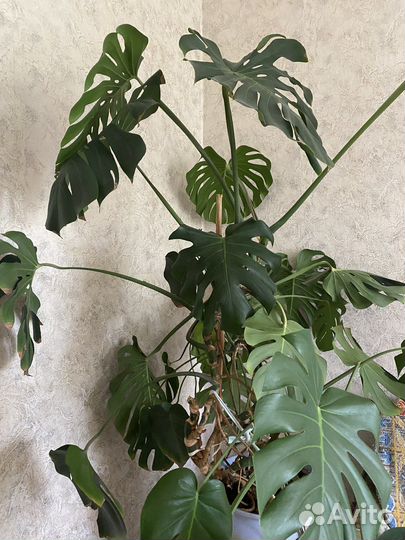 Комнатные цветы