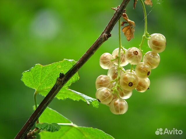 Саженцы смородины