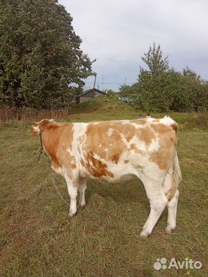 Телка и бык