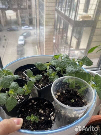 Ахименесы, рассада