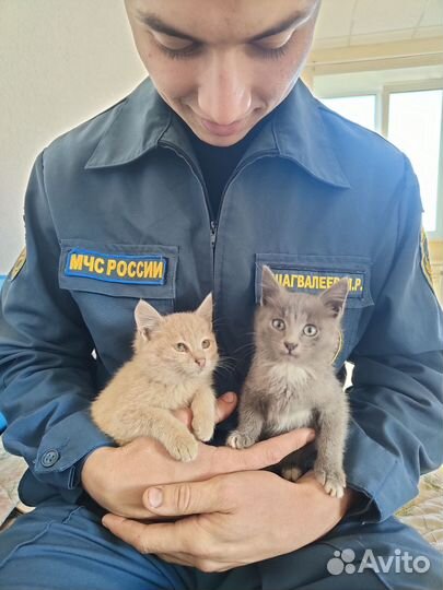 Котята в добрые руки