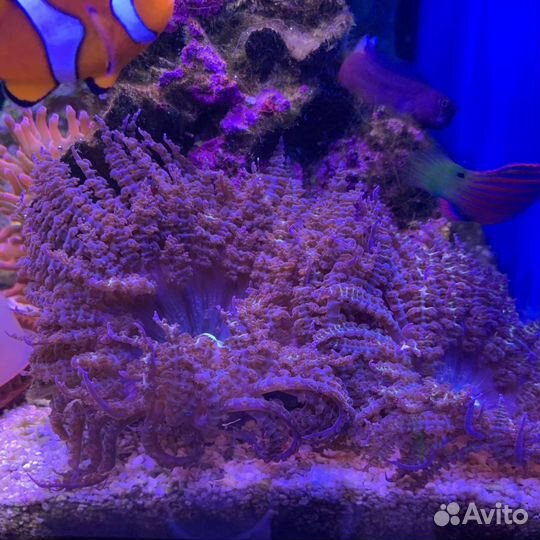 Cветильник для морского аквариума AIR pro 2G+