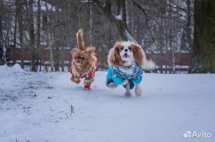 Передержка собак, кинолог, зоотакси