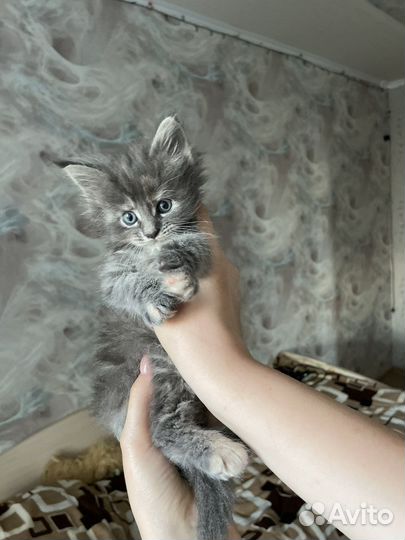 Котята мейн-кун