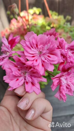 Пеларгония герань Unicorn Zonartic Rose