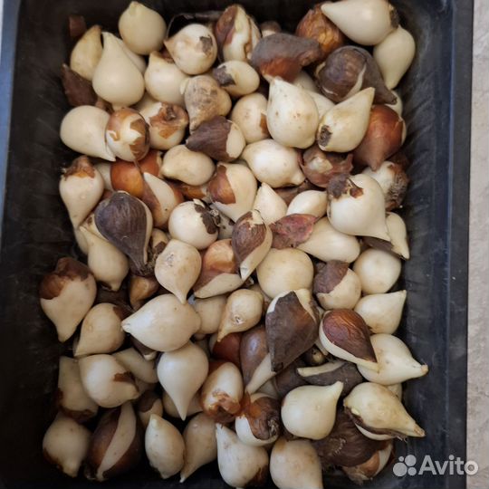 Луковицы тюльпанов