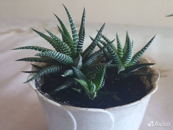 Комнатные растения