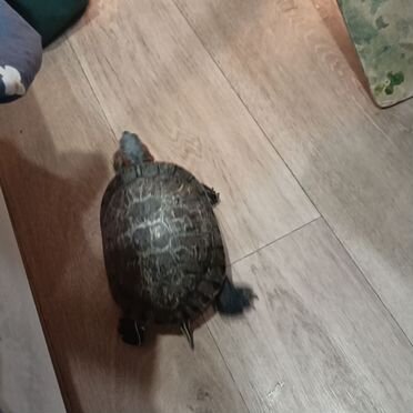 Красноухая черепаха Пермь