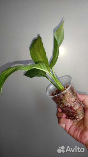 Спатифиллум Спит Милк(Пролитое молоко)