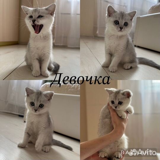 Шотландские котята