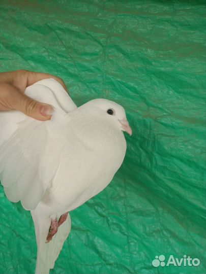 Голуби белые