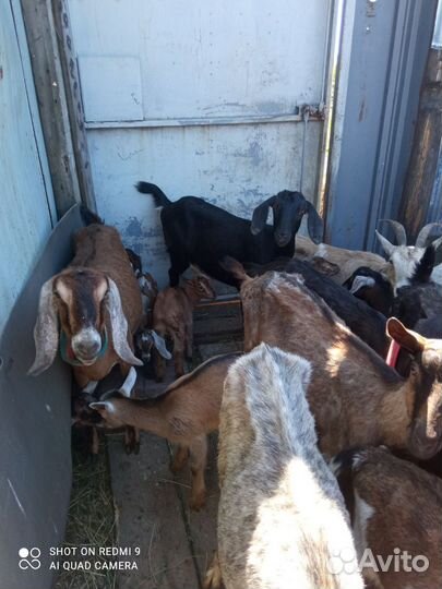Козы дойные разных пород козлята