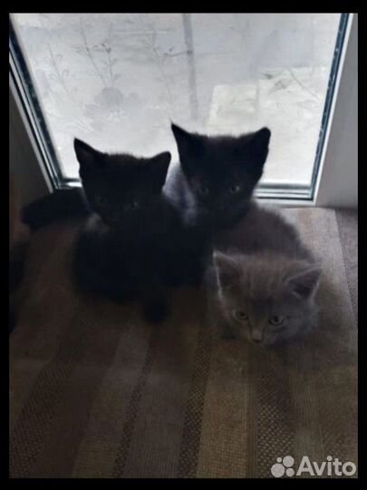 Котята в добрые руки