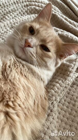 Котик в дар