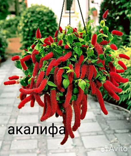 Акалифа, лисий хвост, цветы новинки, редкие сорта