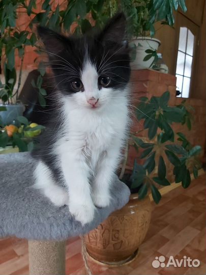 Кошечка в добрые руки
