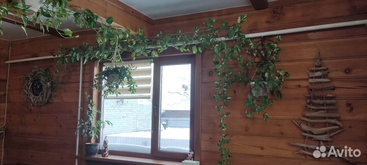 Эпипремнум-сциндапсус