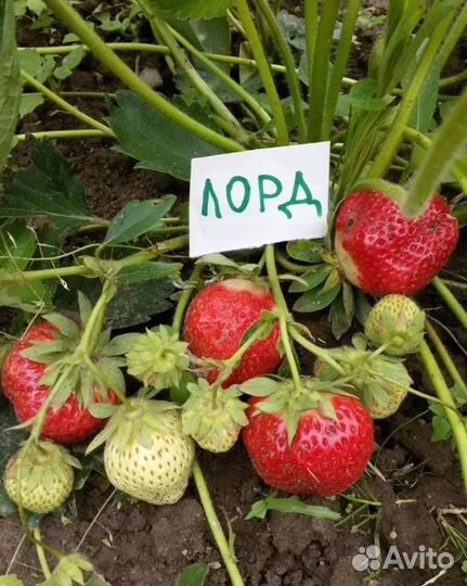 Рассада клубники
