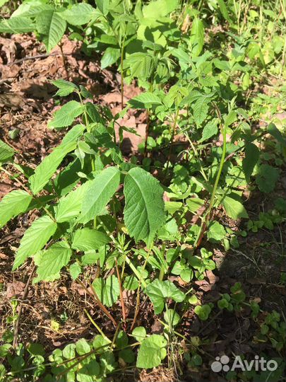 Саженцы маньчжурского ореха