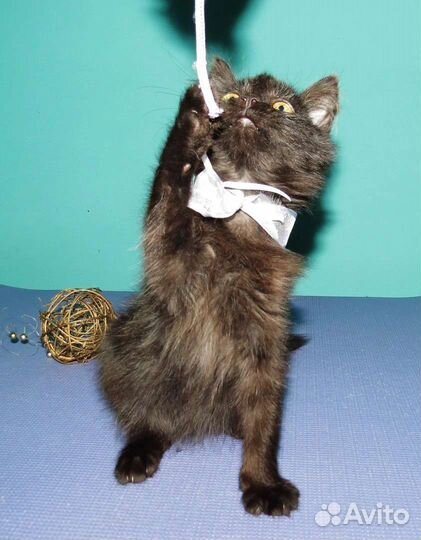 Пафнутий - очень добрый пушистик