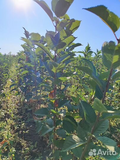 Саженцы вишни оптом производитель