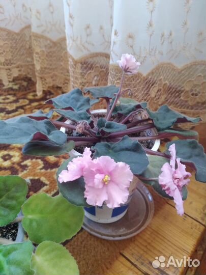 Сортовые фиалки цветущие