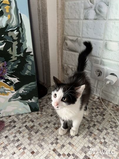 Очень красивый котенок