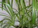 Хлорофитум -комнатное растение