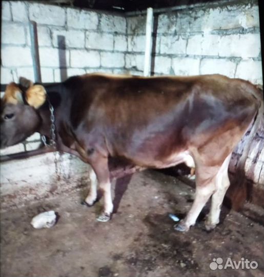 Коровы и телята