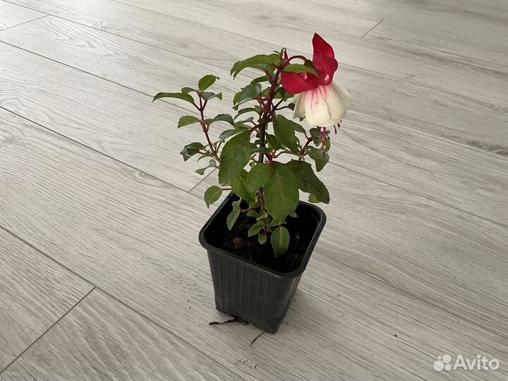 Черенки вегетативных цветов