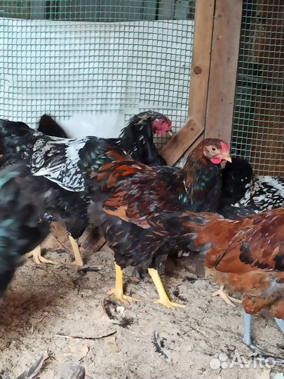 Молодые петухи