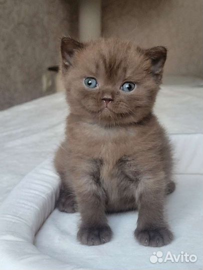 Британцы с документами