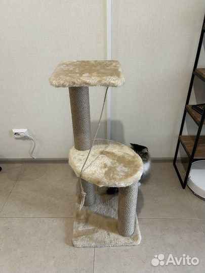 Когтеточка