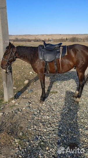 Седло престиж