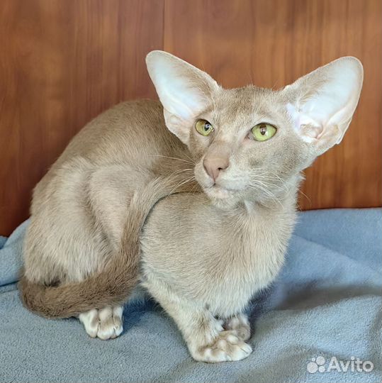Ориентальный котенок фавн