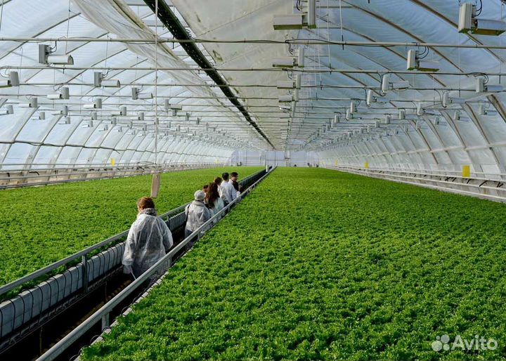 Сборщик овощей\вахта\бесплатный автобус