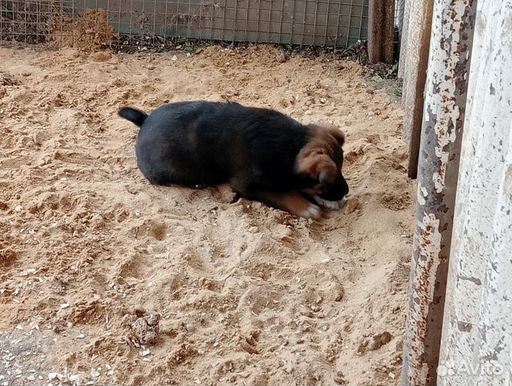 Собака девочка в добрые руки